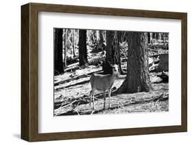 Wild deer - Yosemite National Park - Californie - United States-Philippe Hugonnard-Framed Photographic Print