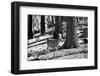 Wild deer - Yosemite National Park - Californie - United States-Philippe Hugonnard-Framed Photographic Print