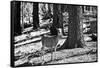 Wild deer - Yosemite National Park - Californie - United States-Philippe Hugonnard-Framed Stretched Canvas