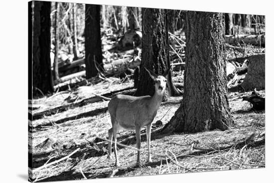 Wild deer - Yosemite National Park - Californie - United States-Philippe Hugonnard-Stretched Canvas