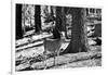 Wild deer - Yosemite National Park - Californie - United States-Philippe Hugonnard-Framed Photographic Print