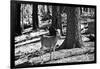 Wild deer - Yosemite National Park - Californie - United States-Philippe Hugonnard-Framed Photographic Print