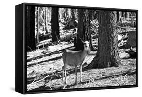 Wild deer - Yosemite National Park - Californie - United States-Philippe Hugonnard-Framed Stretched Canvas