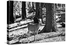Wild deer - Yosemite National Park - Californie - United States-Philippe Hugonnard-Stretched Canvas