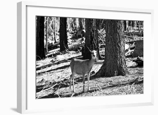 Wild deer - Yosemite National Park - Californie - United States-Philippe Hugonnard-Framed Photographic Print