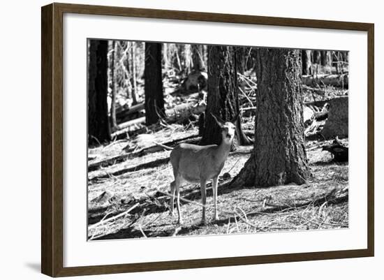 Wild deer - Yosemite National Park - Californie - United States-Philippe Hugonnard-Framed Photographic Print