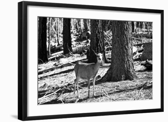 Wild deer - Yosemite National Park - Californie - United States-Philippe Hugonnard-Framed Photographic Print