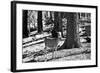 Wild deer - Yosemite National Park - Californie - United States-Philippe Hugonnard-Framed Photographic Print