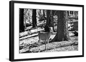 Wild deer - Yosemite National Park - Californie - United States-Philippe Hugonnard-Framed Photographic Print