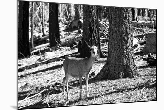 Wild deer - Yosemite National Park - Californie - United States-Philippe Hugonnard-Mounted Photographic Print