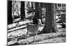 Wild deer - Yosemite National Park - Californie - United States-Philippe Hugonnard-Mounted Photographic Print