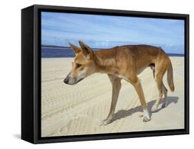 Wild Dingo on Beach, Australia-Mark Mawson-Framed Stretched Canvas