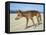 Wild Dingo on Beach, Australia-Mark Mawson-Framed Stretched Canvas