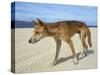 Wild Dingo on Beach, Australia-Mark Mawson-Stretched Canvas