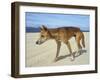 Wild Dingo on Beach, Australia-Mark Mawson-Framed Photographic Print