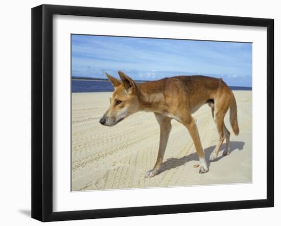 Wild Dingo on Beach, Australia-Mark Mawson-Framed Photographic Print