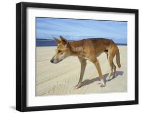 Wild Dingo on Beach, Australia-Mark Mawson-Framed Photographic Print