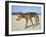 Wild Dingo on Beach, Australia-Mark Mawson-Framed Photographic Print