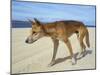 Wild Dingo on Beach, Australia-Mark Mawson-Mounted Photographic Print