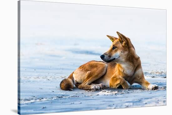Wild dingo on Seventy Five Mile Beach, Fraser Island, Queensland, Australia, Pacific-Andrew Michael-Stretched Canvas
