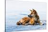 Wild dingo on Seventy Five Mile Beach, Fraser Island, Queensland, Australia, Pacific-Andrew Michael-Stretched Canvas