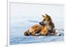 Wild dingo on Seventy Five Mile Beach, Fraser Island, Queensland, Australia, Pacific-Andrew Michael-Framed Photographic Print