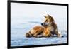 Wild dingo on Seventy Five Mile Beach, Fraser Island, Queensland, Australia, Pacific-Andrew Michael-Framed Photographic Print
