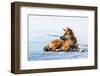 Wild dingo on Seventy Five Mile Beach, Fraser Island, Queensland, Australia, Pacific-Andrew Michael-Framed Photographic Print