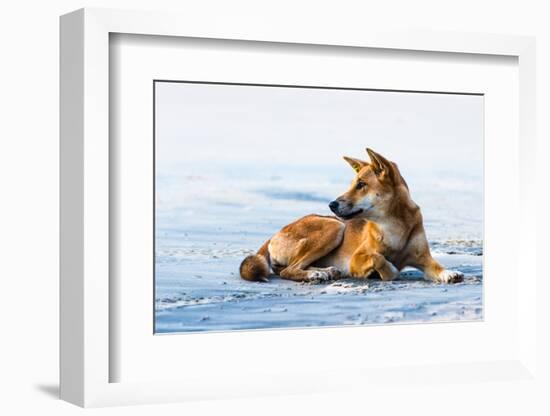 Wild dingo on Seventy Five Mile Beach, Fraser Island, Queensland, Australia, Pacific-Andrew Michael-Framed Photographic Print