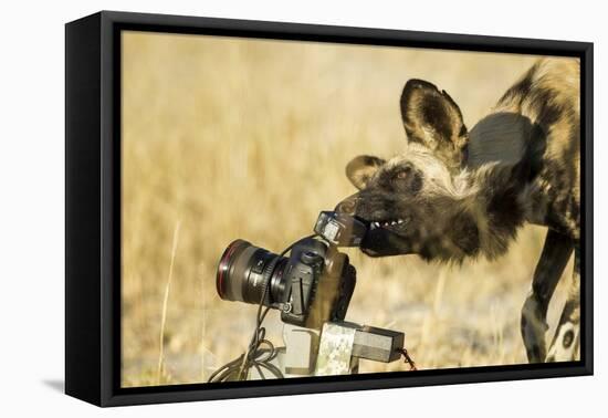 Wild Dog and Remote Camera, Moremi Game Reserve, Botswana-Paul Souders-Framed Stretched Canvas