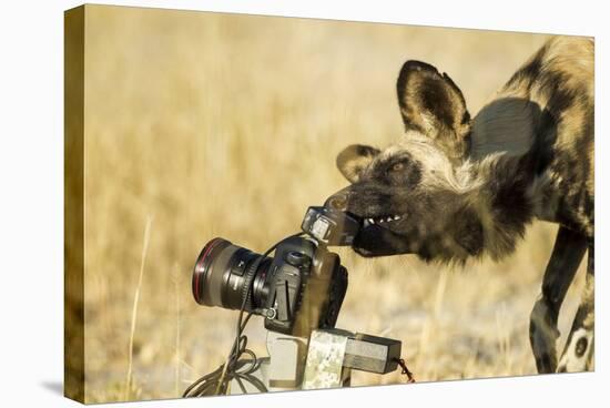 Wild Dog and Remote Camera, Moremi Game Reserve, Botswana-Paul Souders-Stretched Canvas