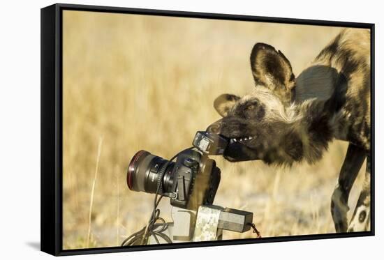 Wild Dog and Remote Camera, Moremi Game Reserve, Botswana-Paul Souders-Framed Stretched Canvas