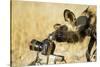 Wild Dog and Remote Camera, Moremi Game Reserve, Botswana-Paul Souders-Stretched Canvas