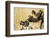 Wild Dog and Remote Camera, Moremi Game Reserve, Botswana-Paul Souders-Framed Premium Photographic Print