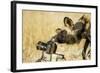 Wild Dog and Remote Camera, Moremi Game Reserve, Botswana-Paul Souders-Framed Photographic Print