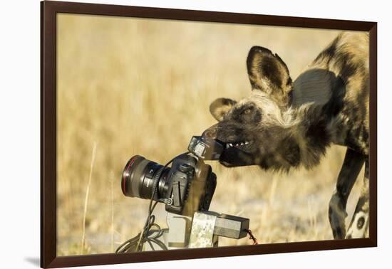 Wild Dog and Remote Camera, Moremi Game Reserve, Botswana-Paul Souders-Framed Photographic Print