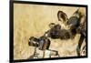 Wild Dog and Remote Camera, Moremi Game Reserve, Botswana-Paul Souders-Framed Photographic Print