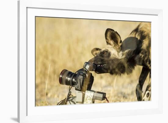 Wild Dog and Remote Camera, Moremi Game Reserve, Botswana-Paul Souders-Framed Photographic Print