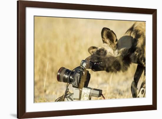 Wild Dog and Remote Camera, Moremi Game Reserve, Botswana-Paul Souders-Framed Photographic Print