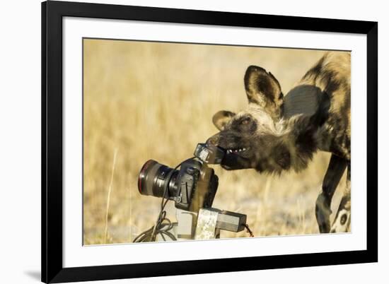 Wild Dog and Remote Camera, Moremi Game Reserve, Botswana-Paul Souders-Framed Photographic Print