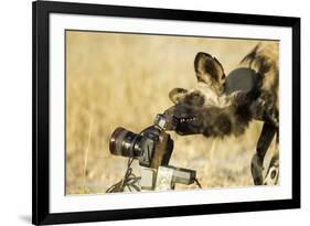 Wild Dog and Remote Camera, Moremi Game Reserve, Botswana-Paul Souders-Framed Photographic Print