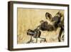 Wild Dog and Remote Camera, Moremi Game Reserve, Botswana-Paul Souders-Framed Photographic Print