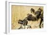 Wild Dog and Remote Camera, Moremi Game Reserve, Botswana-Paul Souders-Framed Photographic Print