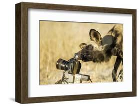 Wild Dog and Remote Camera, Moremi Game Reserve, Botswana-Paul Souders-Framed Photographic Print