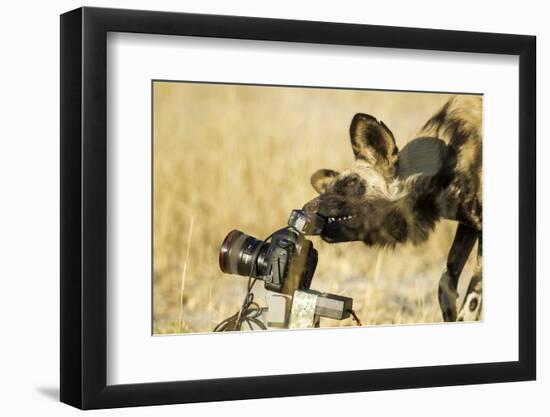 Wild Dog and Remote Camera, Moremi Game Reserve, Botswana-Paul Souders-Framed Photographic Print