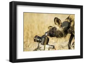 Wild Dog and Remote Camera, Moremi Game Reserve, Botswana-Paul Souders-Framed Photographic Print