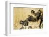 Wild Dog and Remote Camera, Moremi Game Reserve, Botswana-Paul Souders-Framed Photographic Print