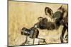 Wild Dog and Remote Camera, Moremi Game Reserve, Botswana-Paul Souders-Mounted Photographic Print