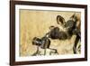 Wild Dog and Remote Camera, Moremi Game Reserve, Botswana-Paul Souders-Framed Photographic Print