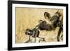 Wild Dog and Remote Camera, Moremi Game Reserve, Botswana-Paul Souders-Framed Photographic Print